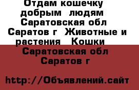 Отдам кошечку   добрым  людям  - Саратовская обл., Саратов г. Животные и растения » Кошки   . Саратовская обл.,Саратов г.